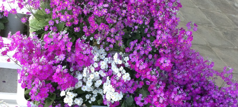 Spring has come in Japan&nbsp;春が来た