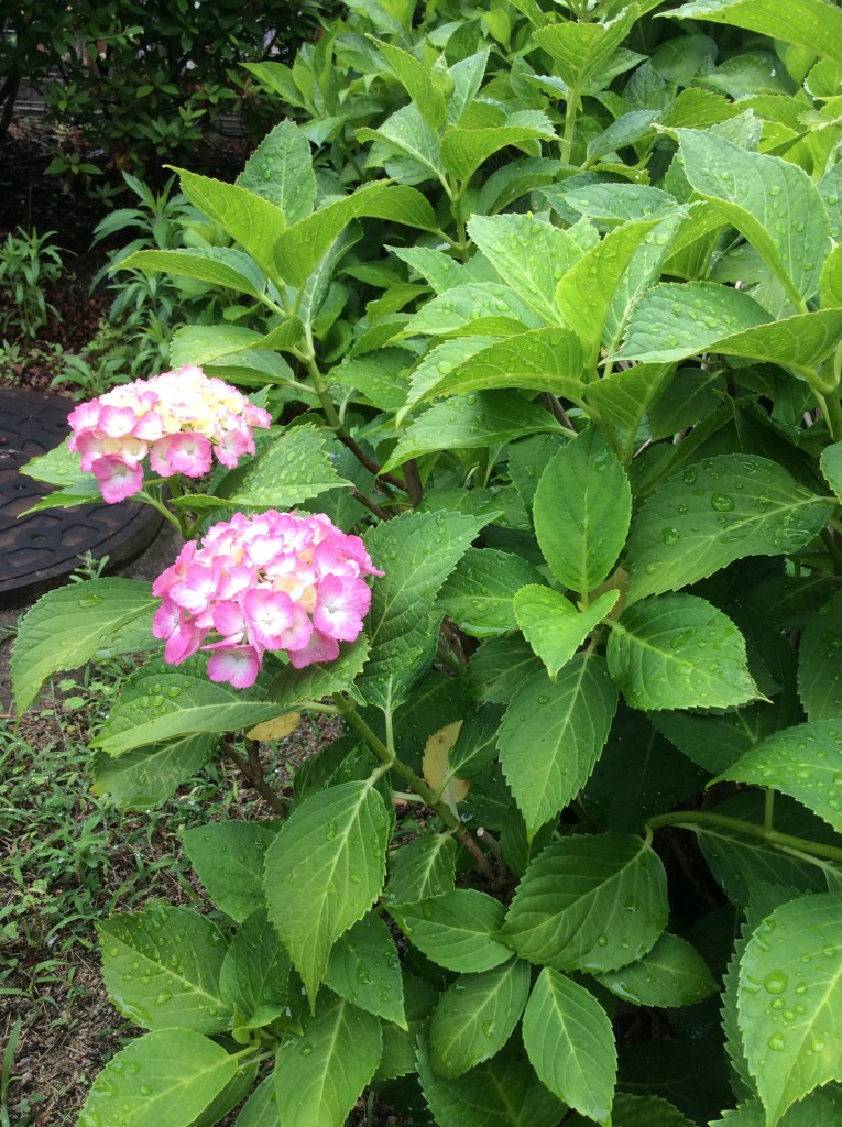 ファイル 2016-06-07 14 55 48