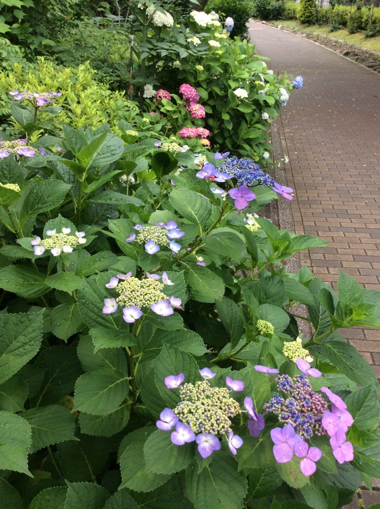 写真 2016-06-05 12 25 03