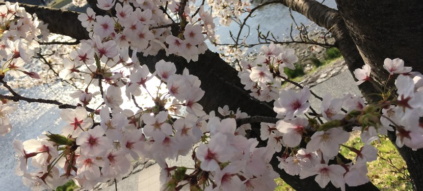 Sakura, sakura, sakura&nbsp;🌸